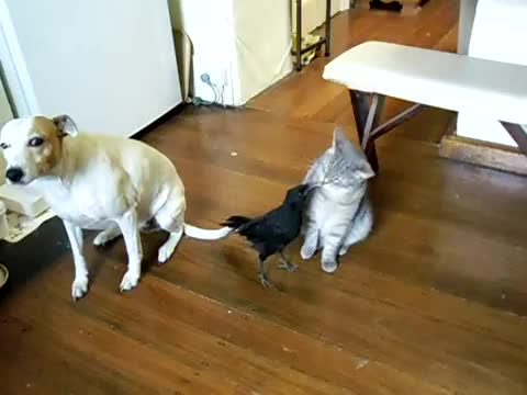 Врана храни котка и куче