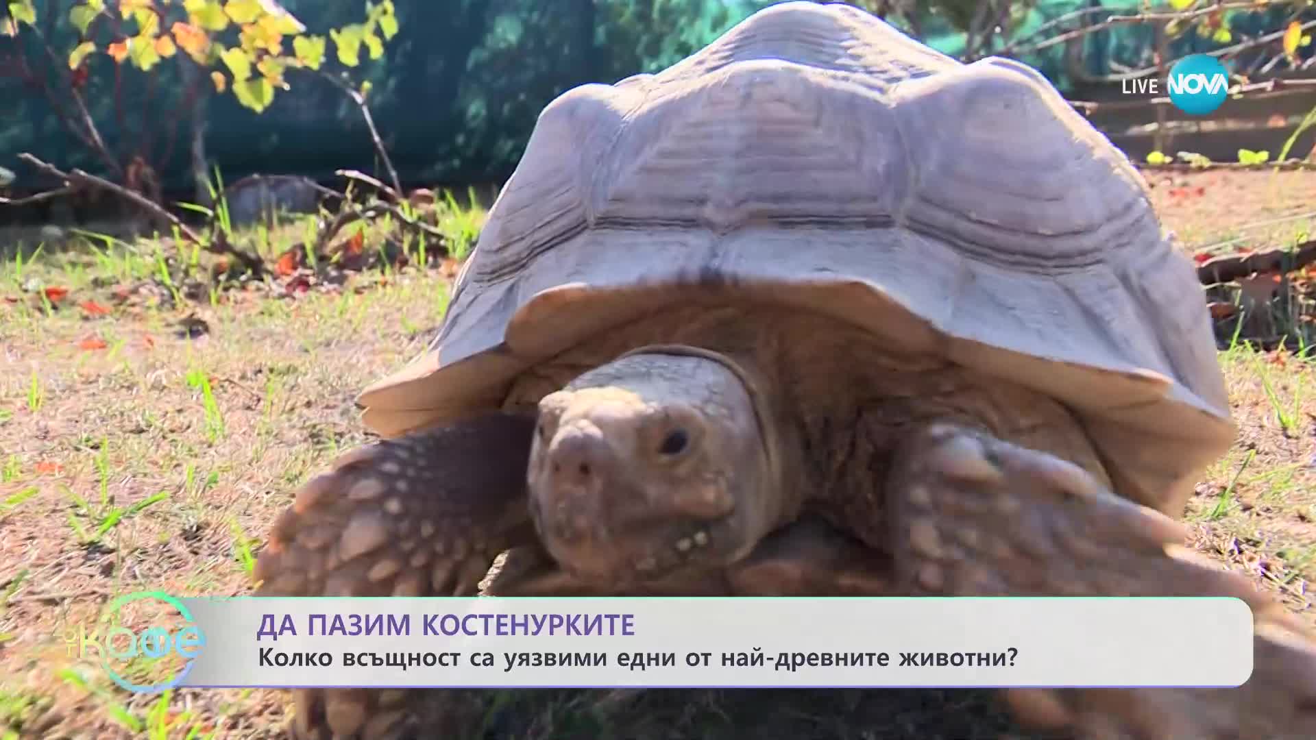 Малцина знаят за спасителния център за костенурки в с. Баня - „На кафе” (15.11.2023)