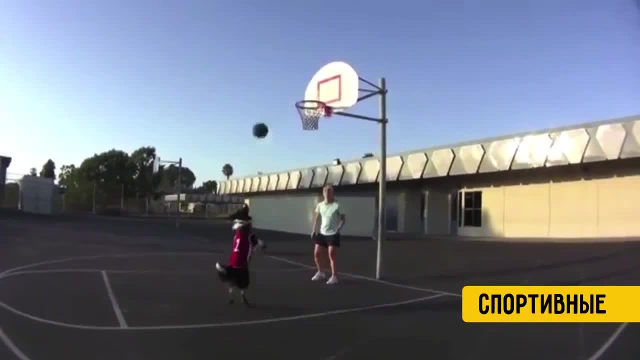 Животните са страхотни 2015