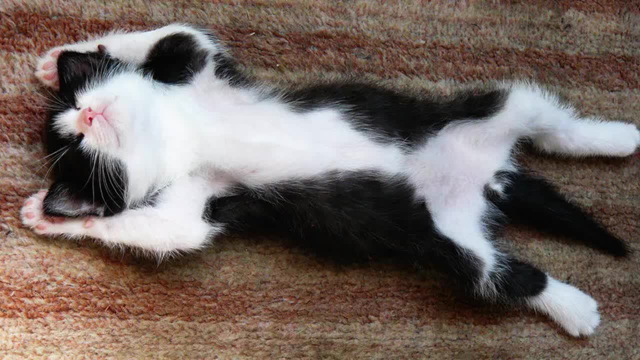Котки и кучета спят в смешни пози - Забавна Компилация