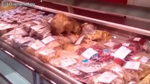 Какво ли прави там тази котка?