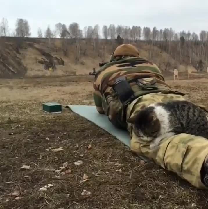 Котка невъзмутимо спи на крака на войник, докато той стреля