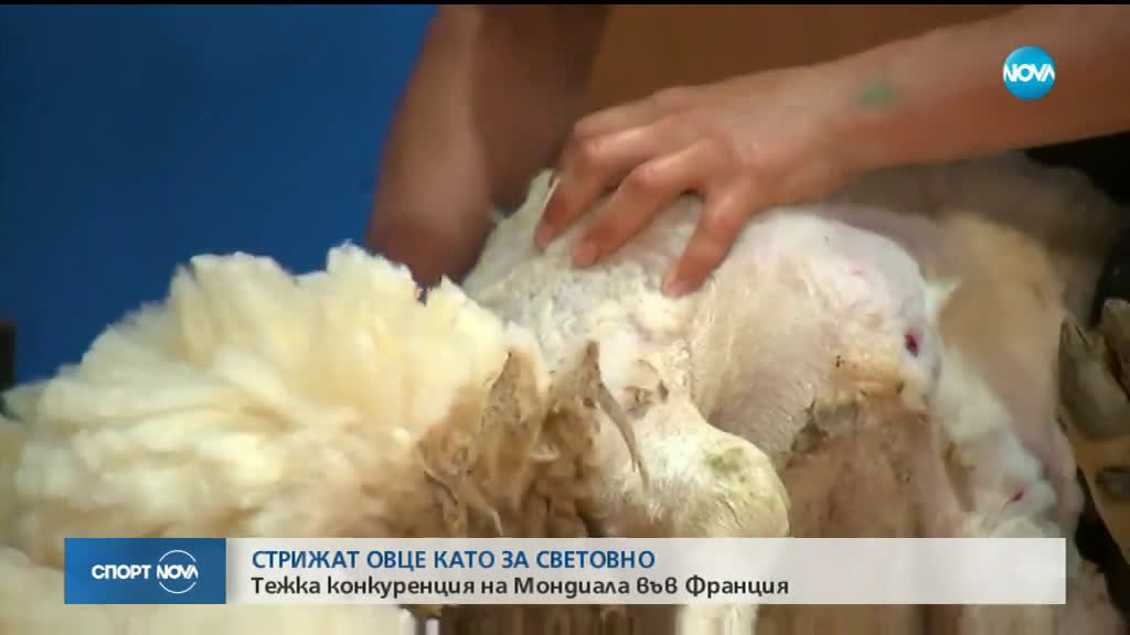 Спортни новини (05.07.2019 - лятна късна емисия)