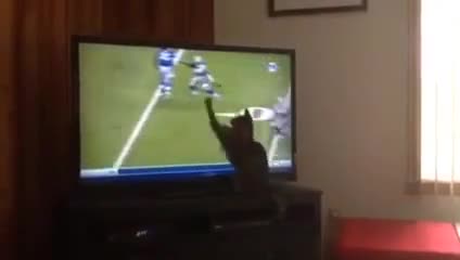 Смях ... Коте се опитва да прихване пас от телевизора !!!