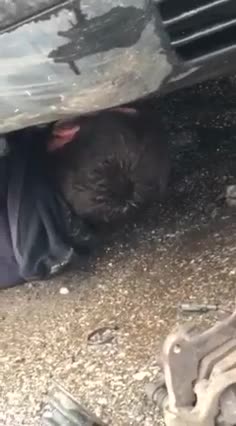 Славчо реве на умряло за колата