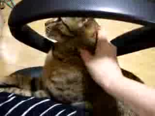 Лошо Коте