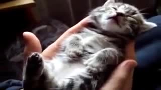 Сладко котенце спинка и сънува
