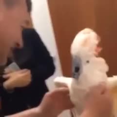 Няма такъв папагал просто! Вижте какво може да прави тази птица!