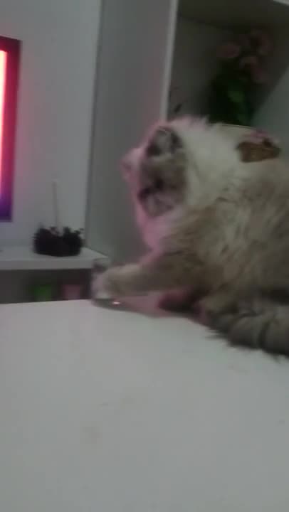 ( Смях ) Котка прави на инат! Събори всичко от масата! (видео)