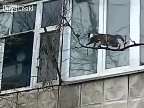 Котка занася малкото си у дома по много труден начин !!!