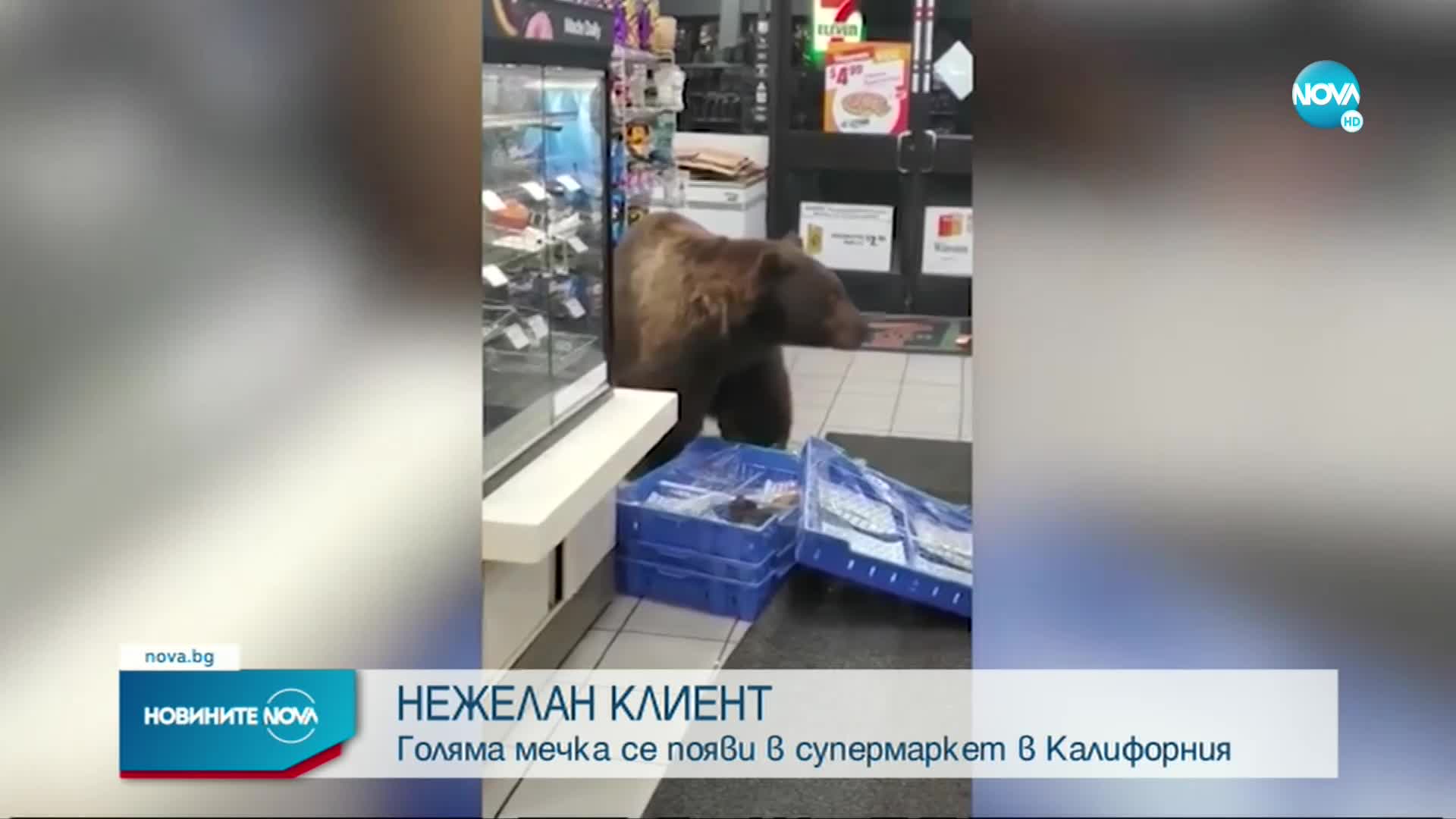 Цяла нощ мечка „краде” храна от супермаркет