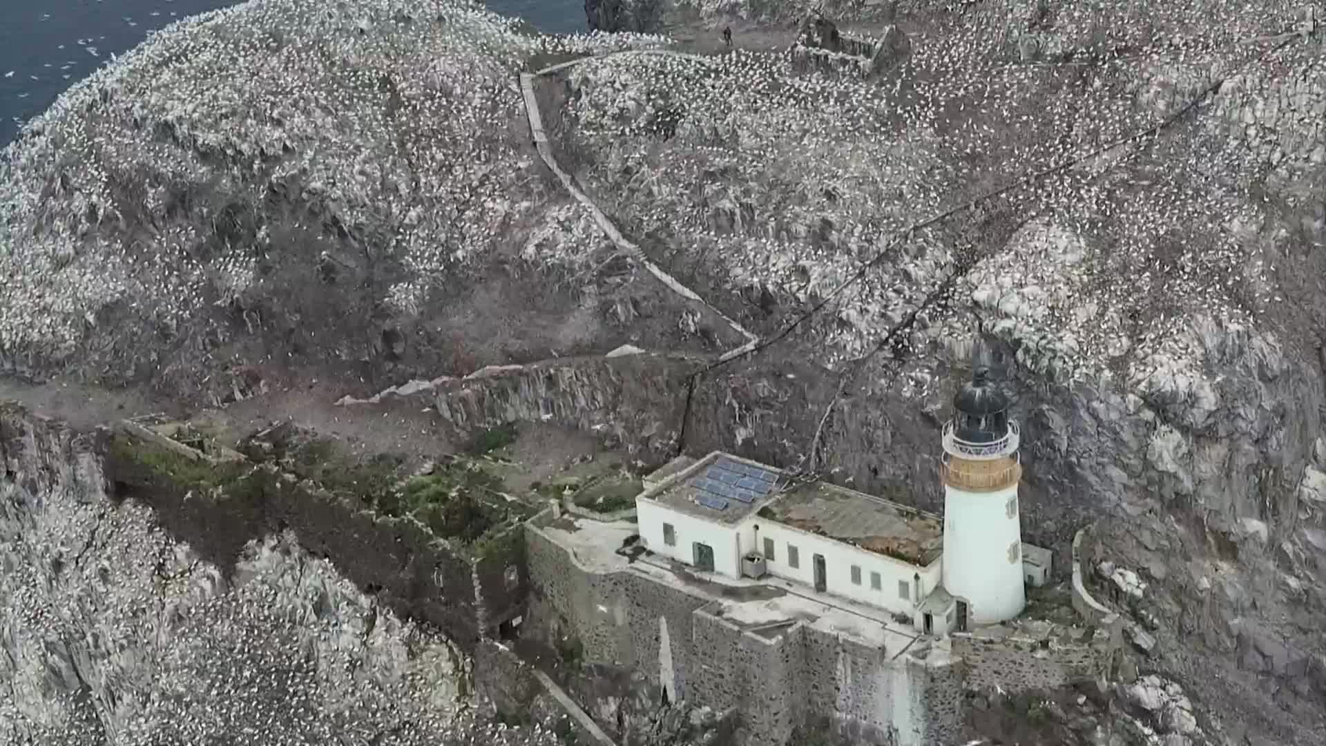 Вижте най-голямата колония от рибояди в света