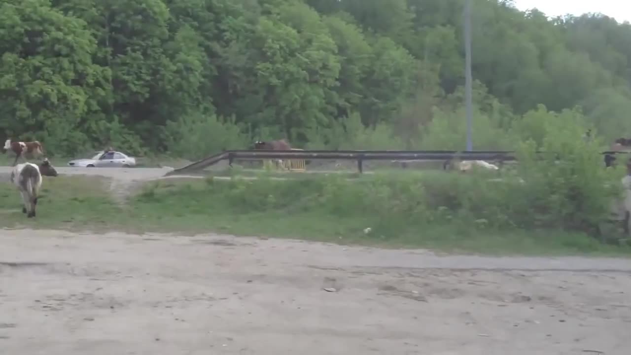 Камион лесовоз зловещо връхлита в стадо крави