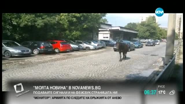 „Моята новина”: Коне по улиците на София