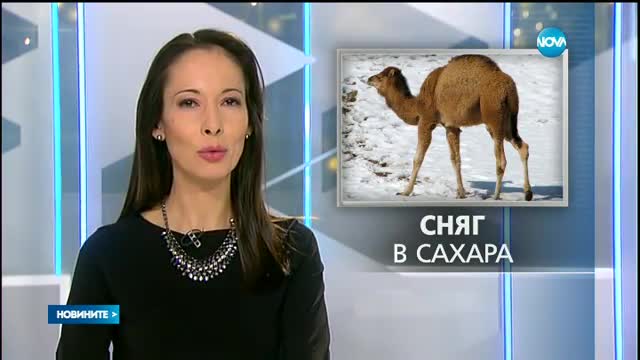 Сняг заваля в Сахара - следобедна емисия