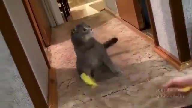 Реакцията на котка при звънене на вратата:)