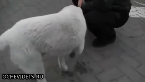 Най -дружелюбното бездомно куче , което търси добротата в хората!