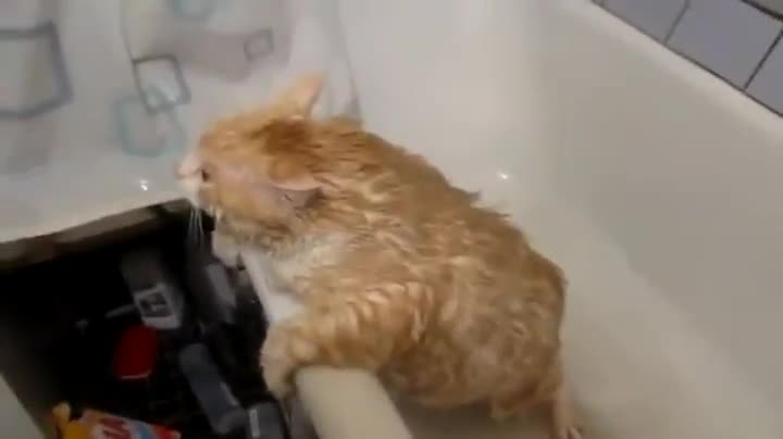 Дебело коте отказва помощ след баня ,но само не може да излезе от ваната