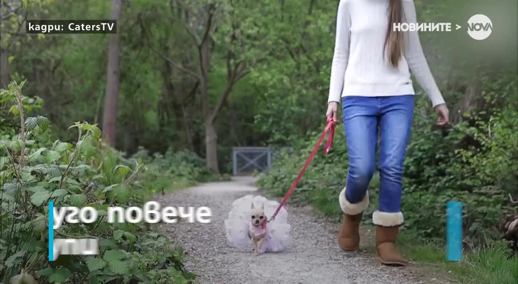 Лили - кучето с гардероб за 10 000 паунда
