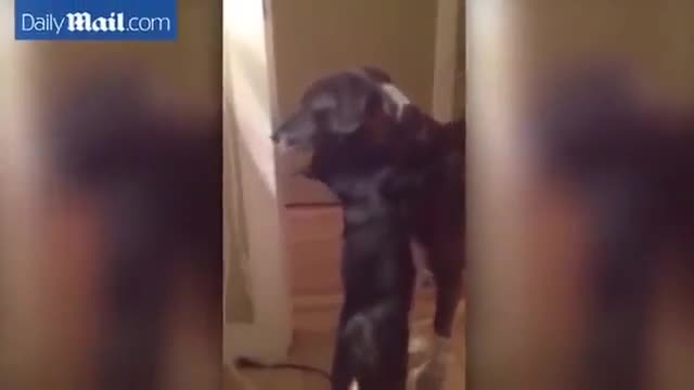 Котка не спира да прегръща най-добрия си приятел куче