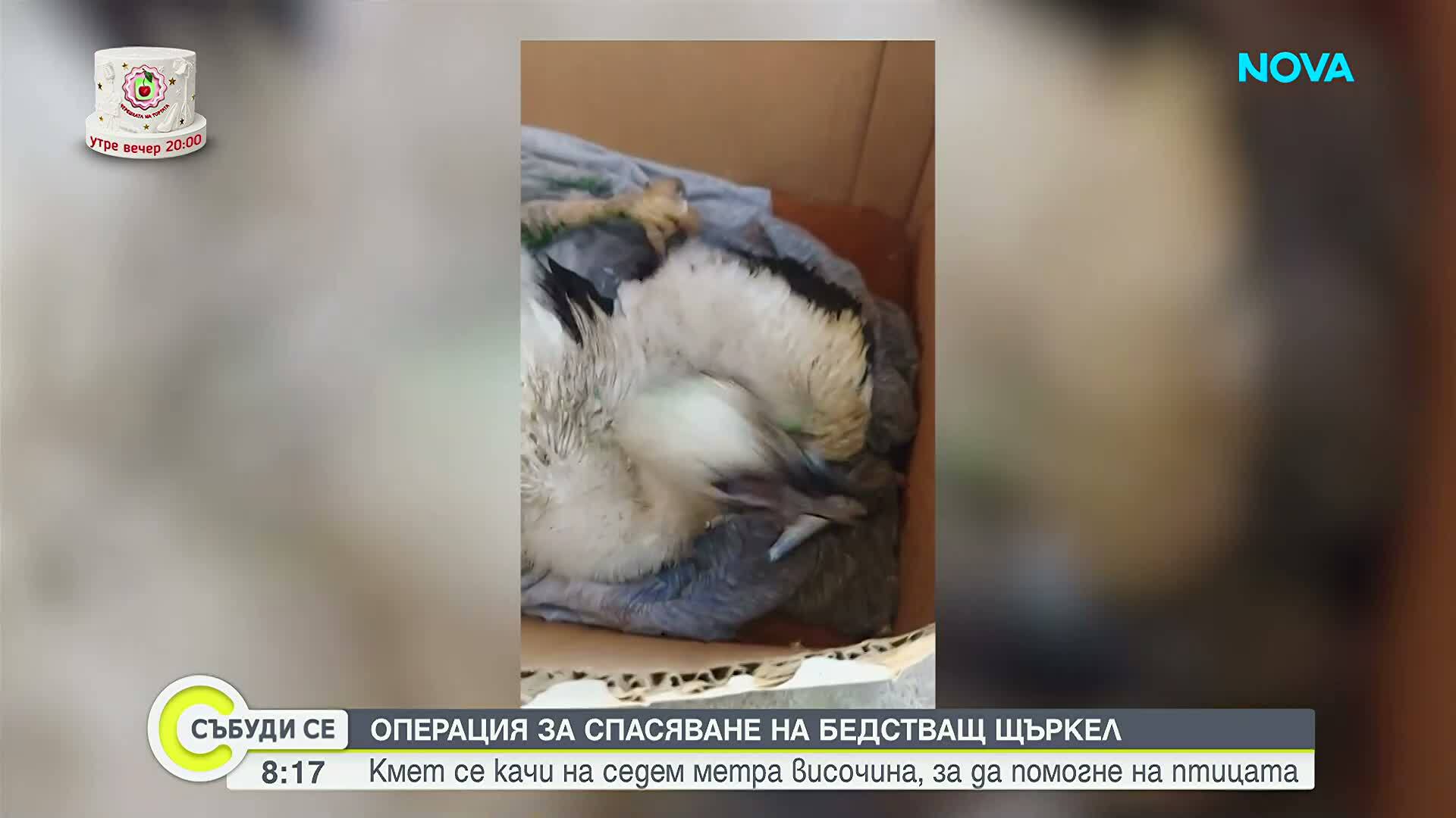 Кметица спаси бедстващ щъркел, увиснал от гнездо в разградско село