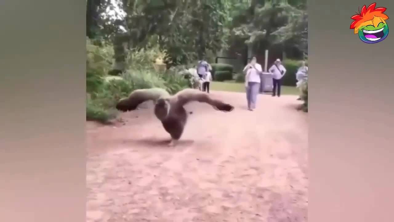 Щур смях и изцепки - Яка забава