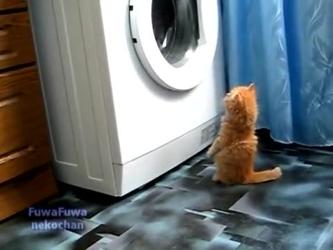 Котката наблюдава с интерес пералната машина