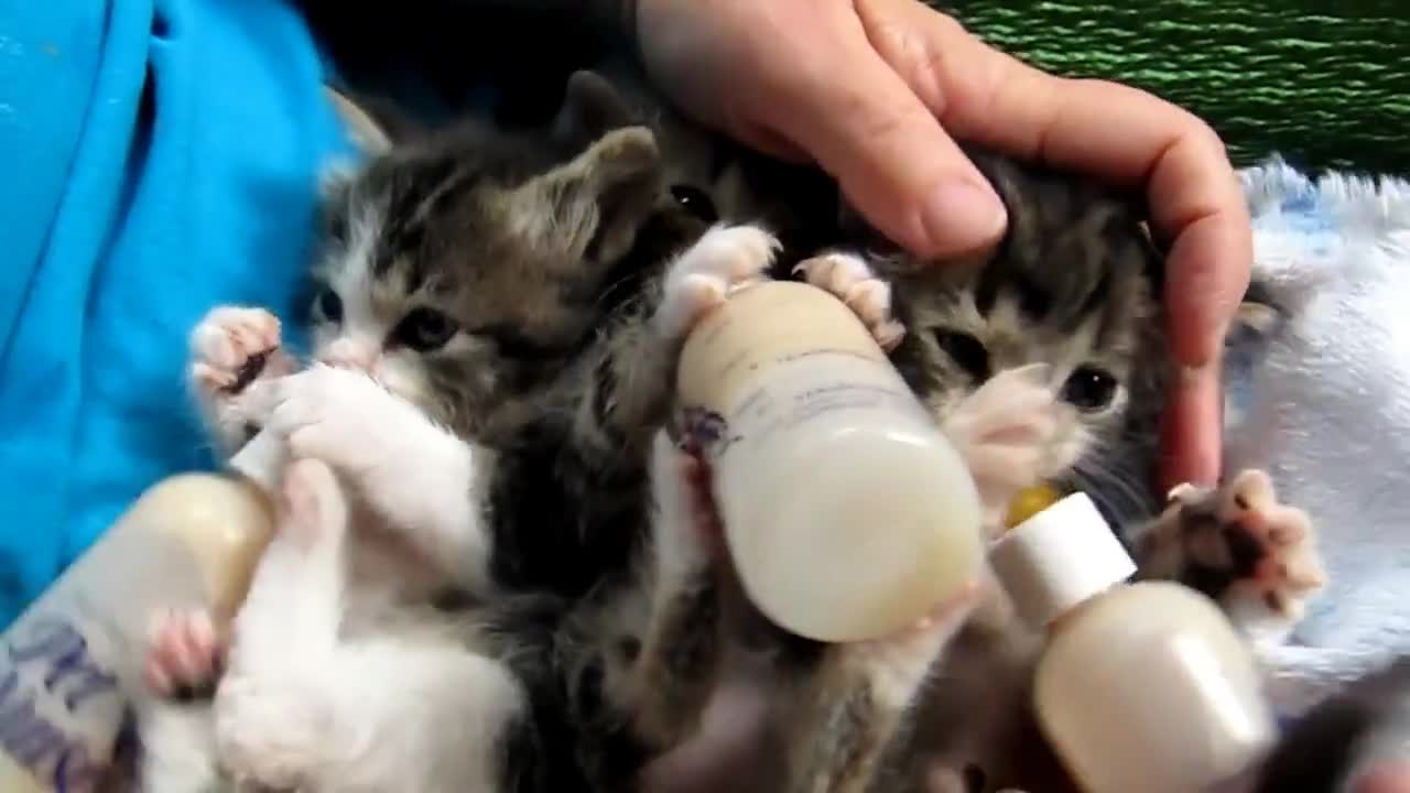 Малки сладки котенца ..
