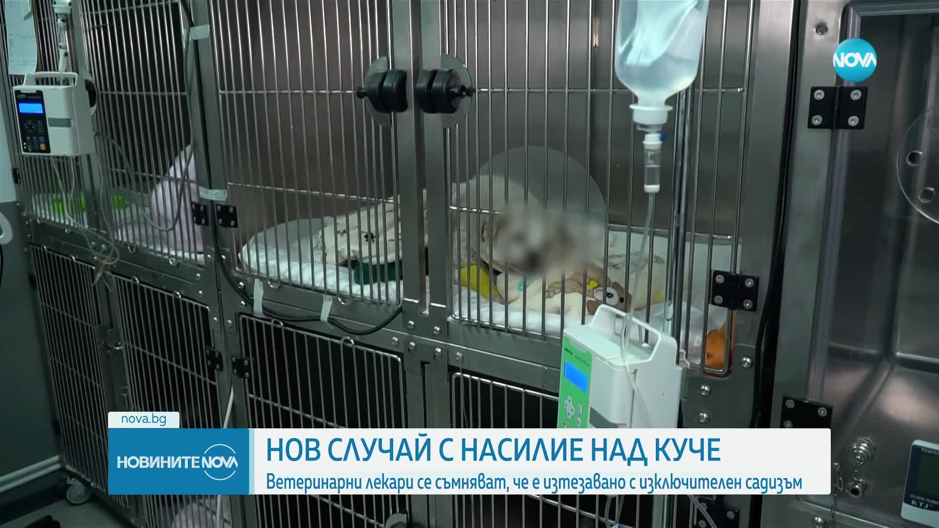 Ветеринари се борят за живота на блъснато куче. Прокуратурата няма данни то да е умишлено наранено