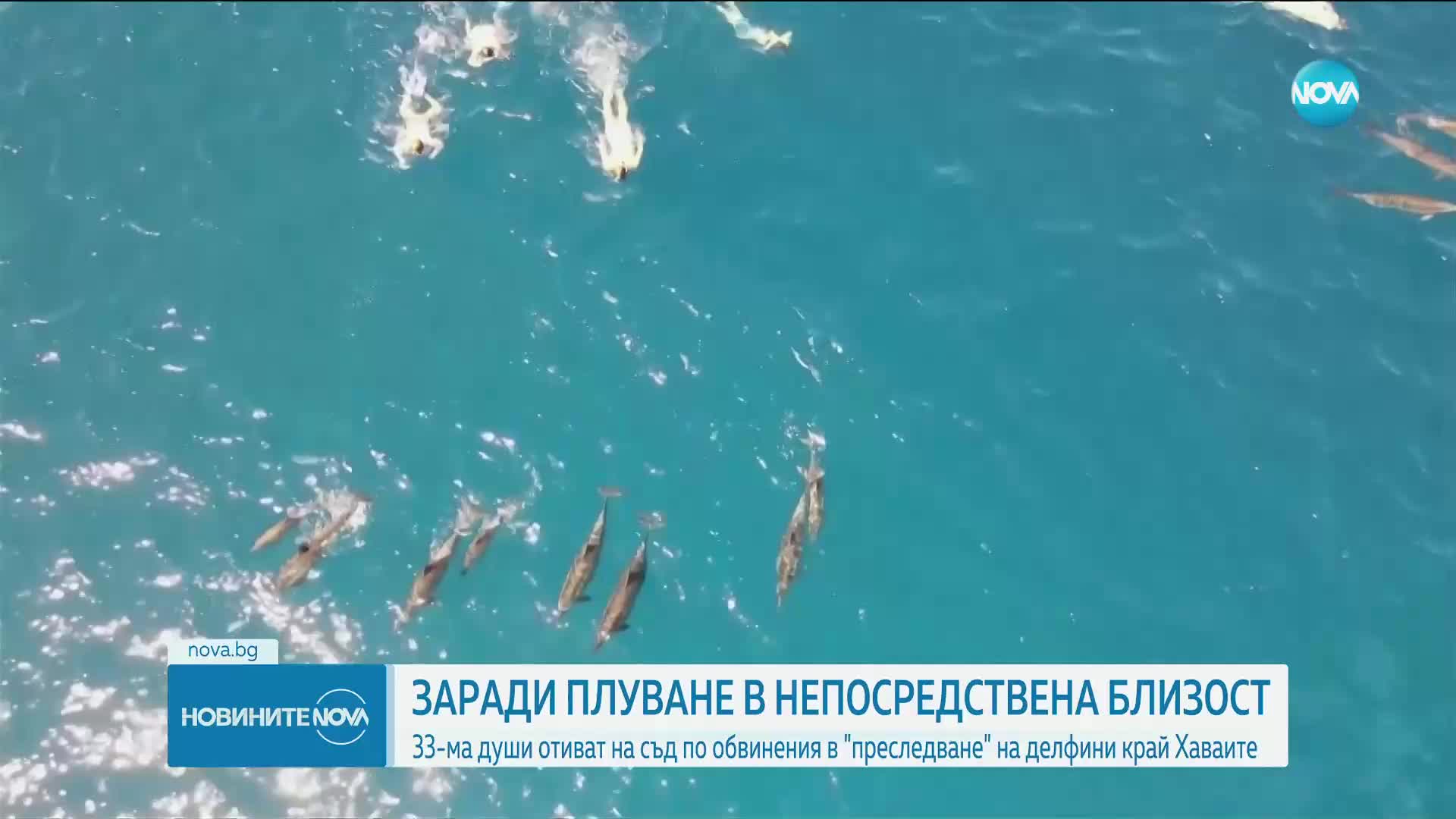 Съдят плувци за "тормоз" на диви делфини