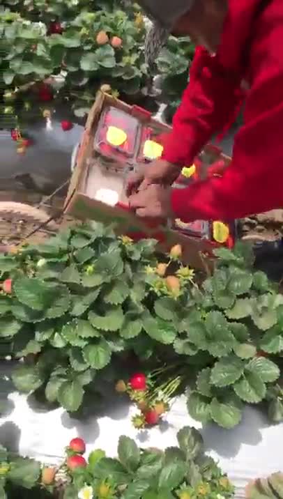 Берач на ягоди е като машина !
