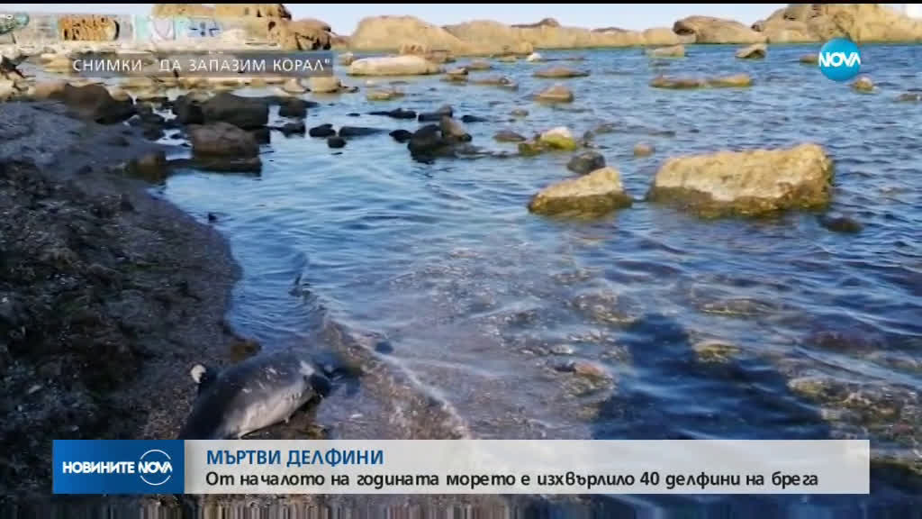 Новините на NOVA (11.08.2019 - централна емисия)