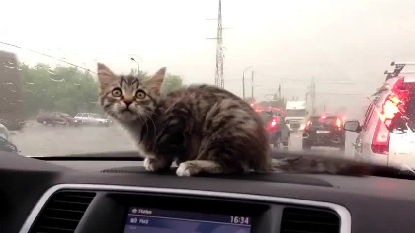 Коте срещу чистачките ..