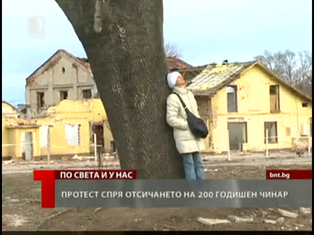 200годишен чинар или супермаркет