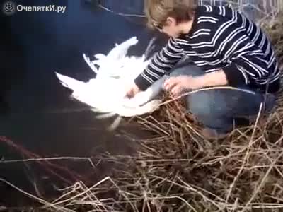 Мъж спасява двойка лебеди от смърт опасно вплетени !