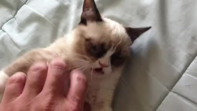 Намръщената котка, която стана световно известна!