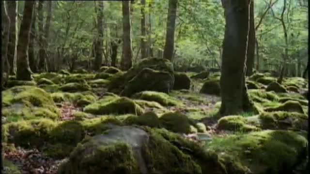 Брачният Ритуал на Леопардовия Охлюв
