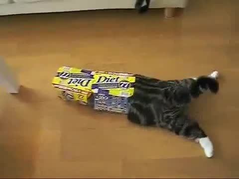 Ето това е котето Мару