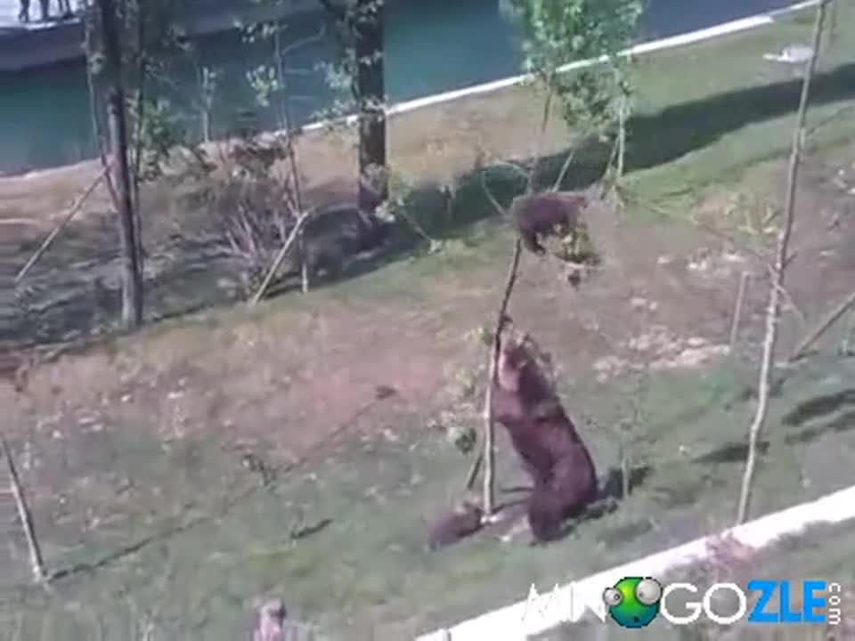 Мама Меца сваля мече от дърво