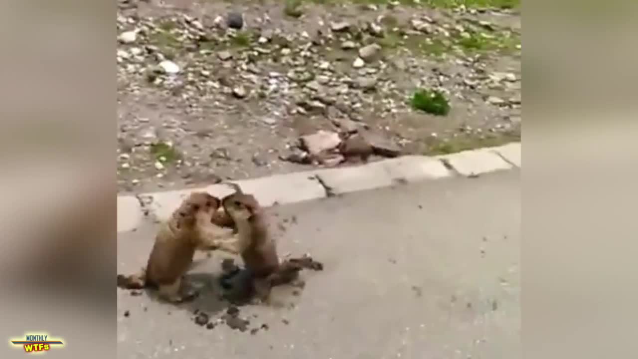 Компилация - Провалите за тази седмица 11 юли 2016 | Monthlyfails |
