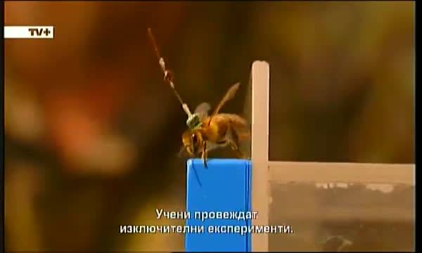 Какво убива пчелите? - документален филм