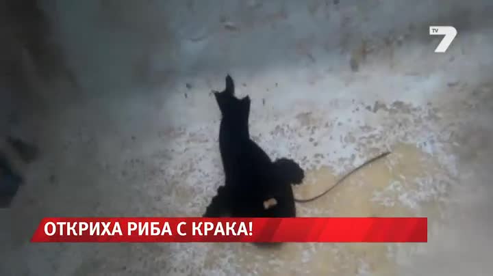 Откриха риба с крака News7