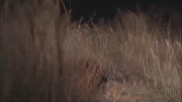 Защитният режим на Медният язовец..