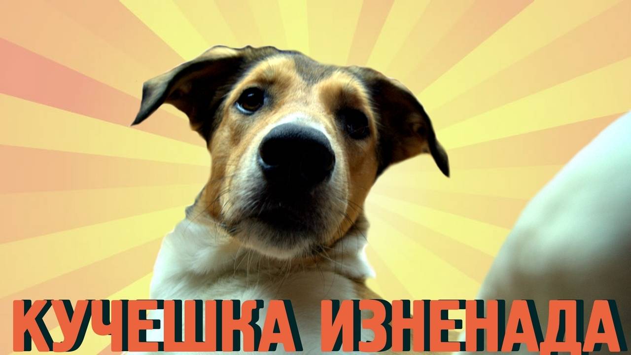 Куче прави приятна изненада за своята приятелка от зоомагазина