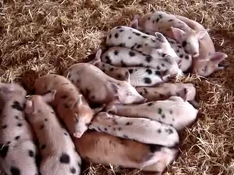 Сладки прасенца махат с уши когато чуят някой да пее