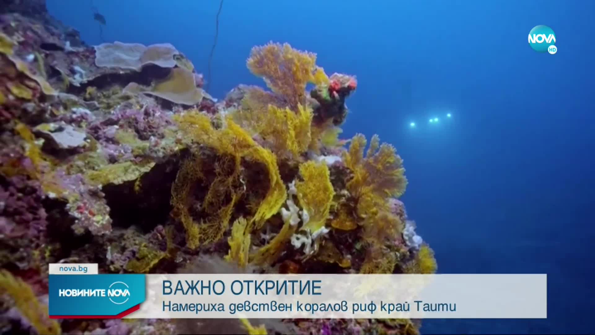 Откриха девствен коралов риф край бреговете на Таити