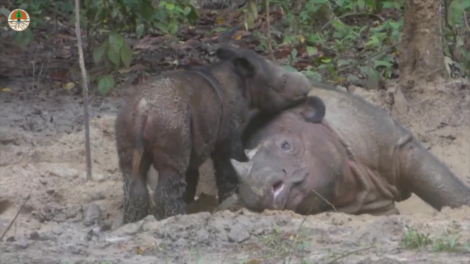Бебе от застрашен вид носорог се роди в Индонезия