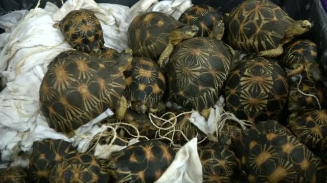 Спасиха 330 застрашени костенурки от контрабанда
