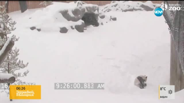 Снежното събуждане на една панда