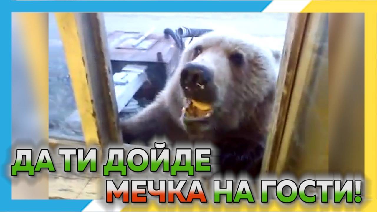 Да ти дойде мечка на гости ! Изцепки със смели играчи срещу руски МЕЧОЦИ !